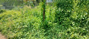  Land For Sale in Patturaickal