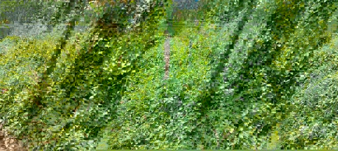 Land For Sale in Patturaickal