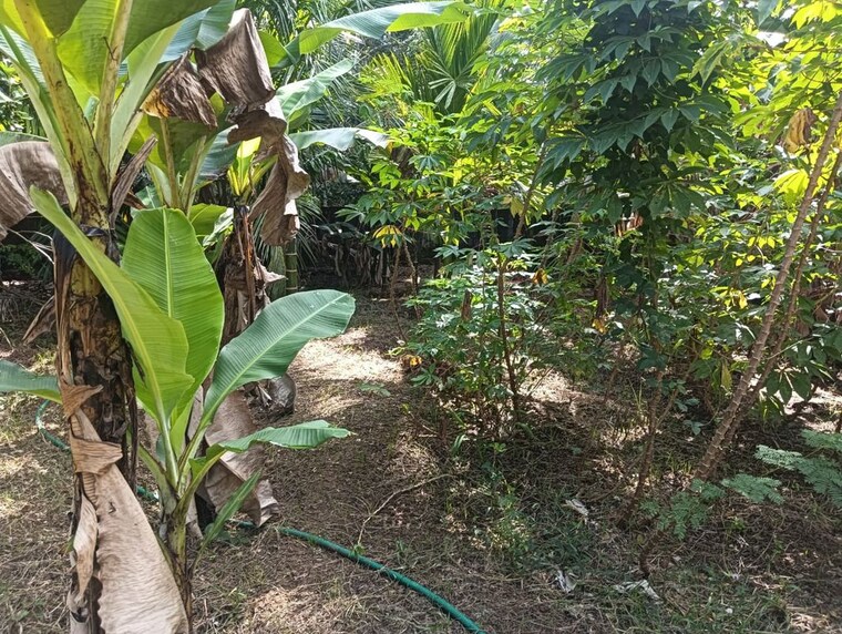 Garden, kuttoor  3376 Sq.Ft. Plot In Kuttoor Thrissur 9780089