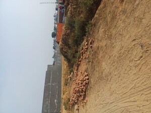  Plot For Sale in Nacholi