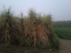 Plot Area in  Plot at Bidhapur – for Sale