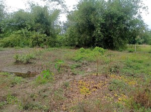 Plot Area in  Plot at Malancha Bazar – for Sale