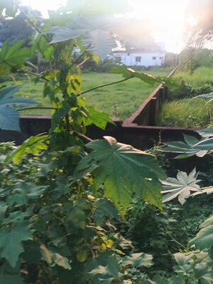  Plot – Garden View at Malancha Bazar - for Sale