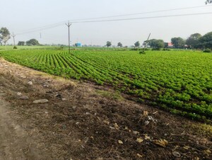 Plot Area in  Land at Paliya – for Sale