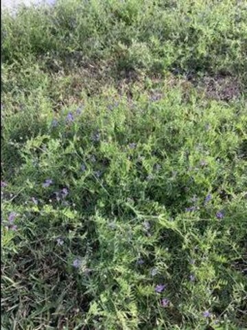 Plot Area in  Plot at Sai Nagar – for Sale