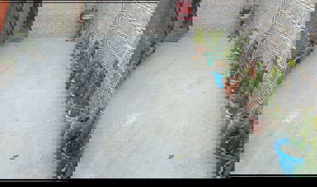 1 BHK + Servant Room Builder Floor For Rent in East Of Kailash