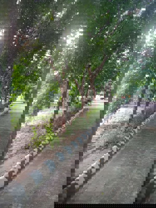 Plot For Sale in Bithoor