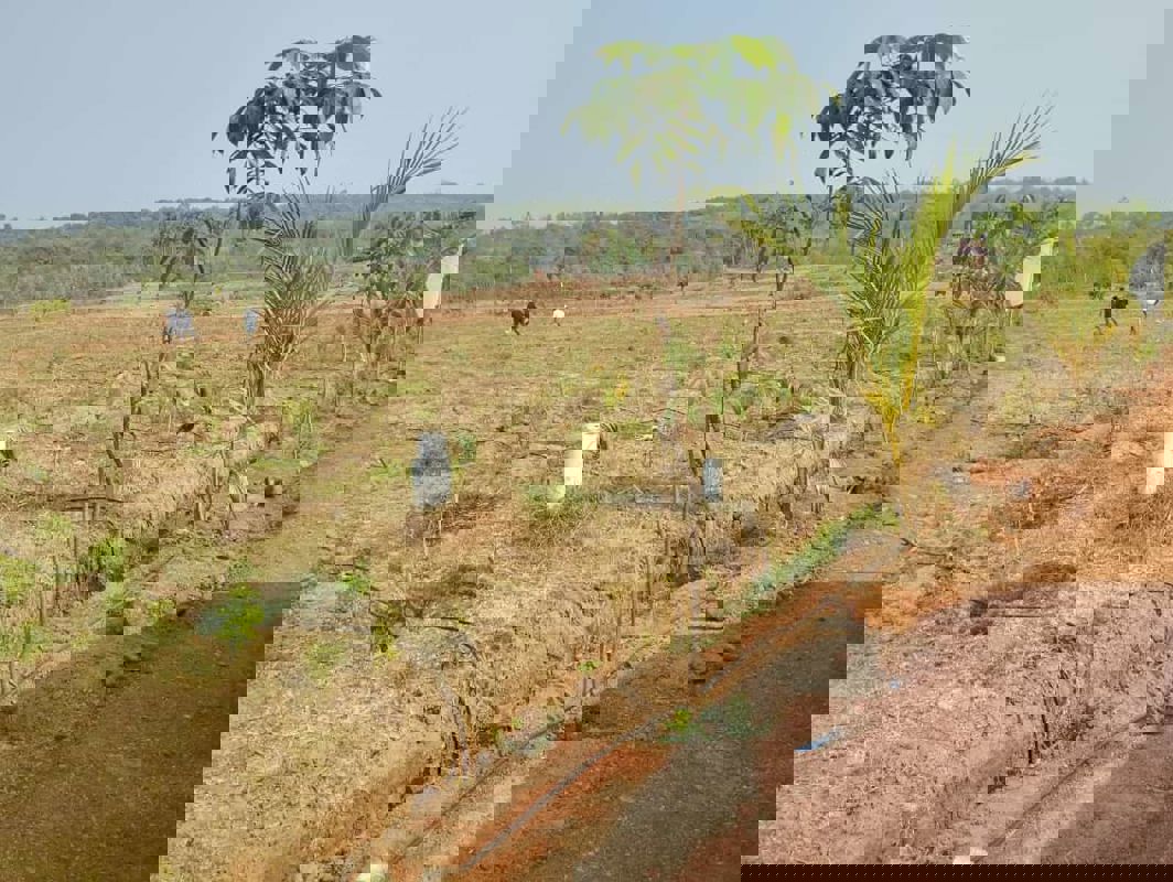 Plot For Sale in Thummapala