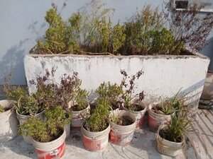 Plot Area in 2 BHK Independent House at Kaimwala – for Rent