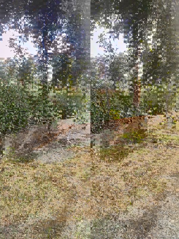 Plot For Sale in New Moradabad