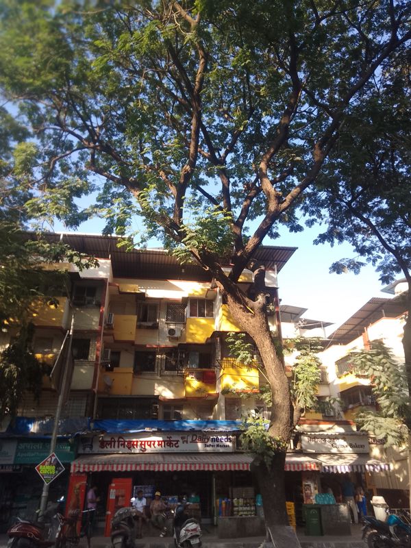 1 BHK Apartment For Rent in Rosario CHS