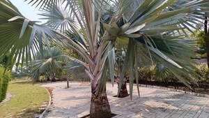  Plot – Exterior View View at Paramount Wind Chime, Chikkaballapur - for Sale