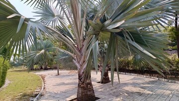  Plot – Exterior View View at Paramount Wind Chime, Chikkaballapur - for Sale