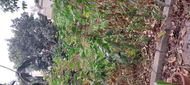 undefined, uttarahalli  1575 Sq.Ft. Plot In Uttarahalli Bangalore 9810921