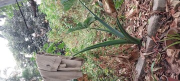  Plot – Exterior View View at Uttarahalli - for Sale