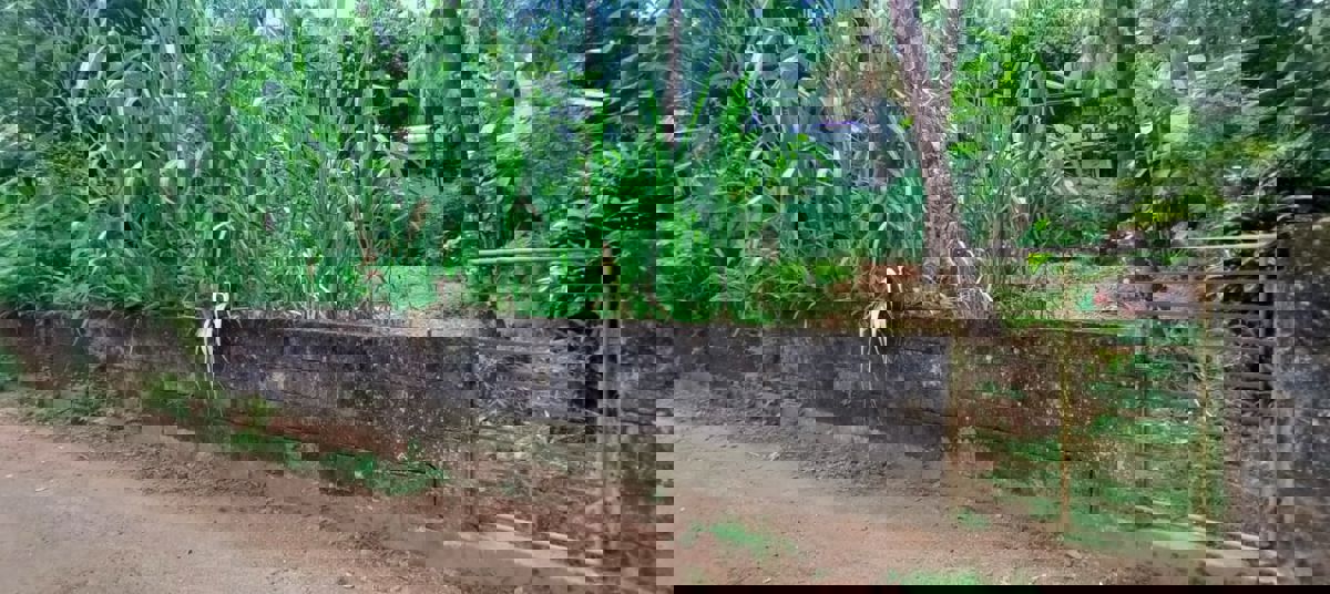 Plot For Sale in Viyyur