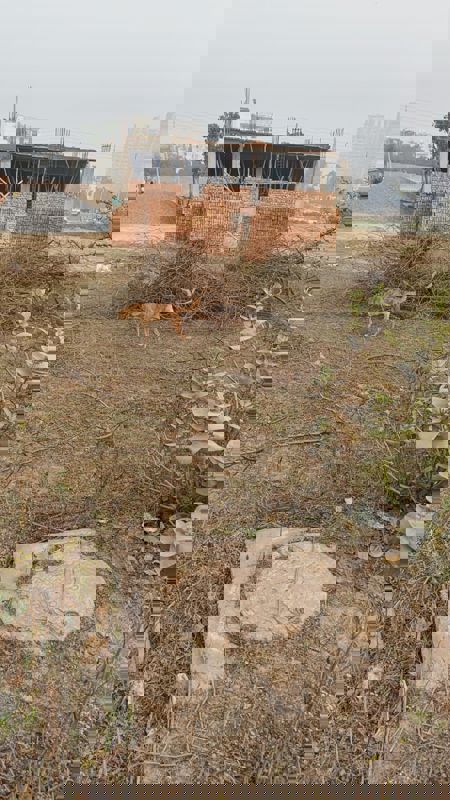 Plot For Sale in Sector 78