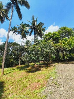 Plot Area in  Plot at Ollukkara – for Sale