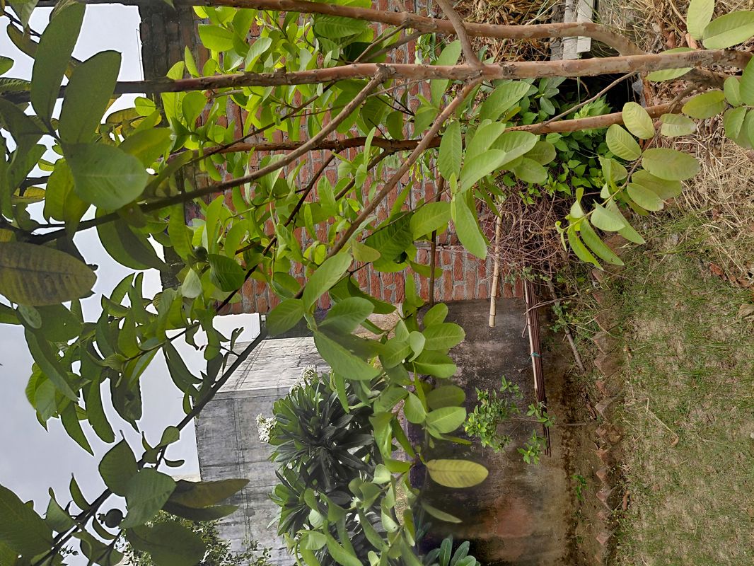 Plot For Sale in New Moradabad