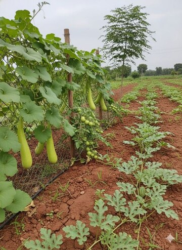  Plot For Sale in Chevalla