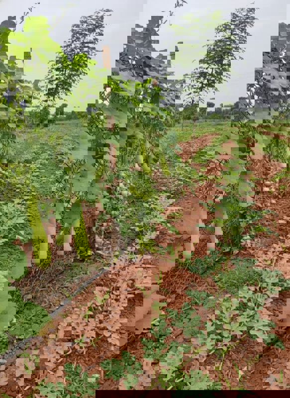 Plot For Sale in Chevalla