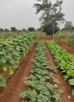 Plot For Sale in Nawabpet