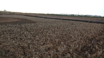 Plot Area in  Plot at Chirle – for Sale