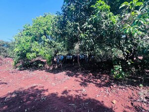  Plot – Exterior View View at Mangaon - for Sale