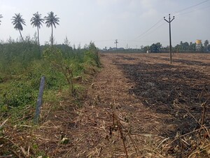 Plot Area in  Land at Panruti – for Rent