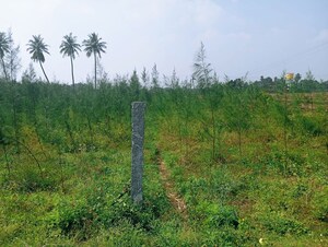 Plot Area in  Land at Panruti – for Rent