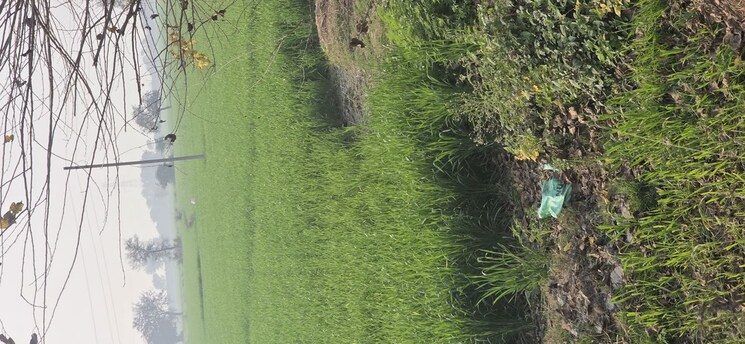 Garden, jewar Commercial Land 6048 Sq.Yd. In Jewar Greater Noida 9830212