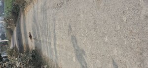 Plot Area in  Land at Jewar – for Sale