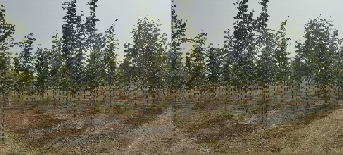 Plot For Sale in Siri Mahagiri Golden City New