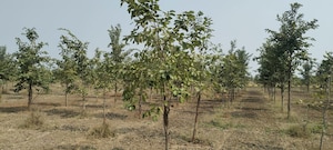 Plot Area in  Plot at Siri Mahagiri Golden City New, Kothapalle – for Sale