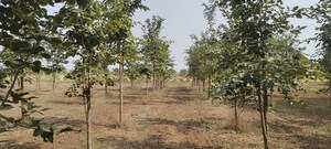 Plot Area in  Plot at Saidapur – for Sale