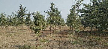  Plot For Sale in Siri Mahagiri Golden City New, Kothapalle