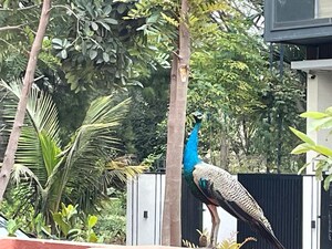 3 BHK Villa – Exterior View View at Sarjapur Road - for Rent