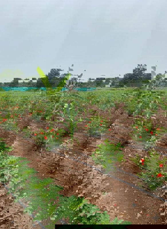 Plot For Sale in Shankarpalli