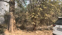 Plot For Sale in Sigma II Greater Noida