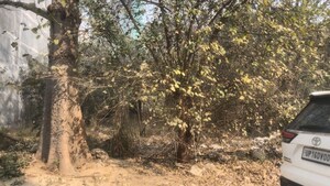  Plot For Sale in Sigma Ii Greater Noida