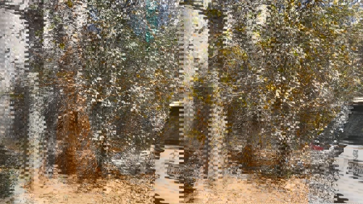 Plot For Sale in Sigma II Greater Noida