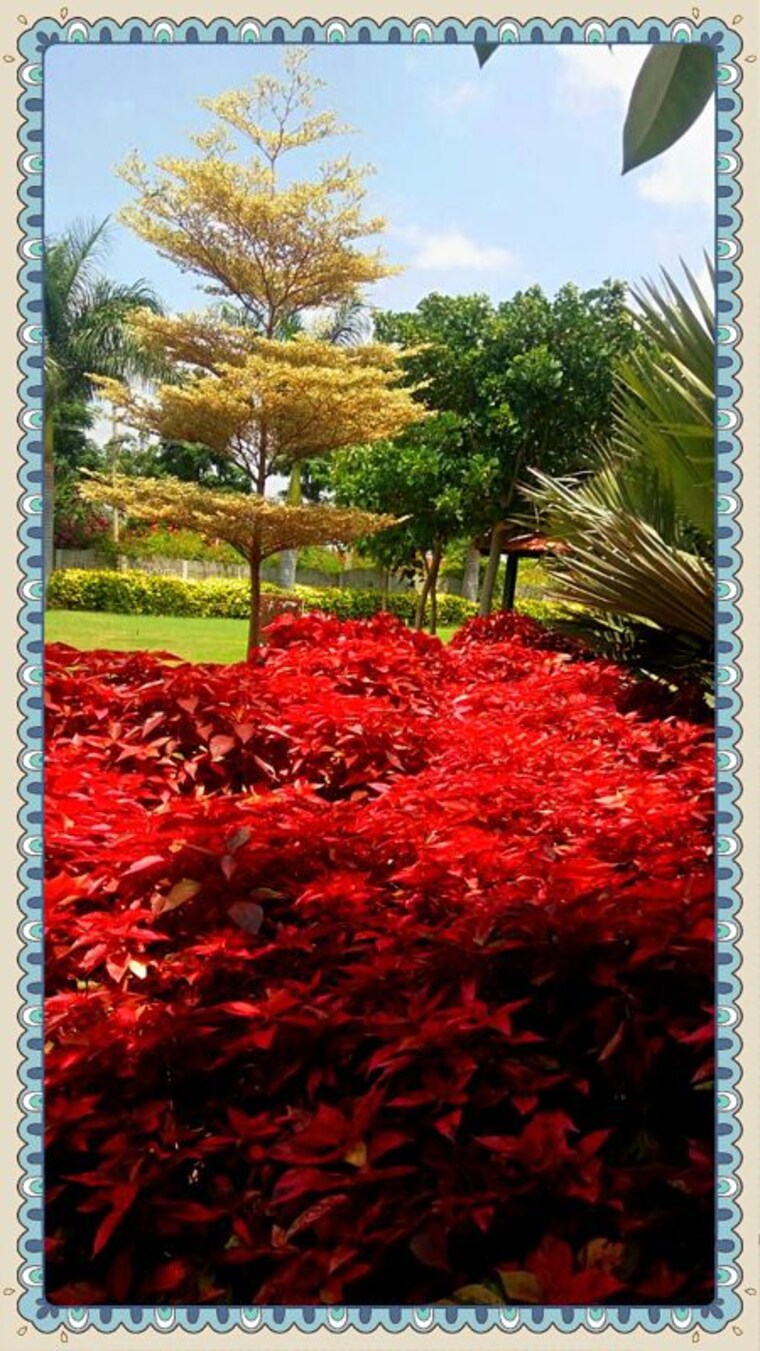 Garden, gauribidanur  1200 Sq.Yd. Plot In Gauribidanur Bangalore 9842756