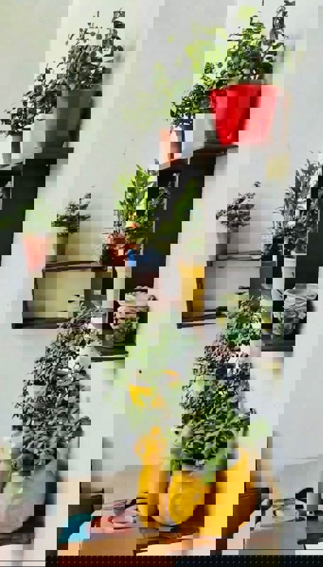 2 BHK Apartment For Rent in Basant Bahar Co Operative Housing Society