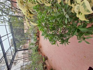 Plot Area in 4 BHK Independent House at Btm Layout Stage 2 – for Rent