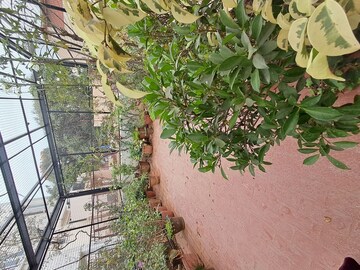 Plot Area in 4 BHK Independent House at Btm Layout Stage 2 – for Rent