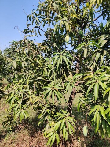  Land – Garden View at Shahpore - for Sale