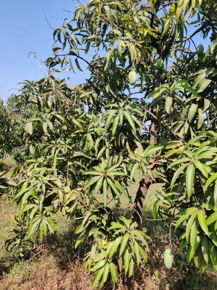 Garden, shahpore Commercial Land 156 Acre In Shahpore Surat 9853258