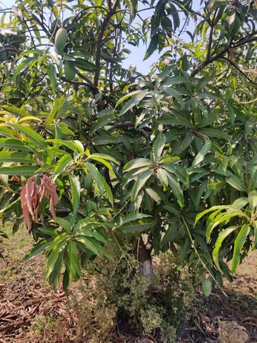  Land – Garden View at Shahpore - for Sale