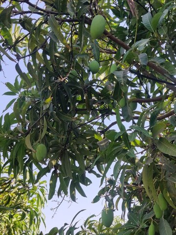  Land – Garden View at Shahpore - for Sale