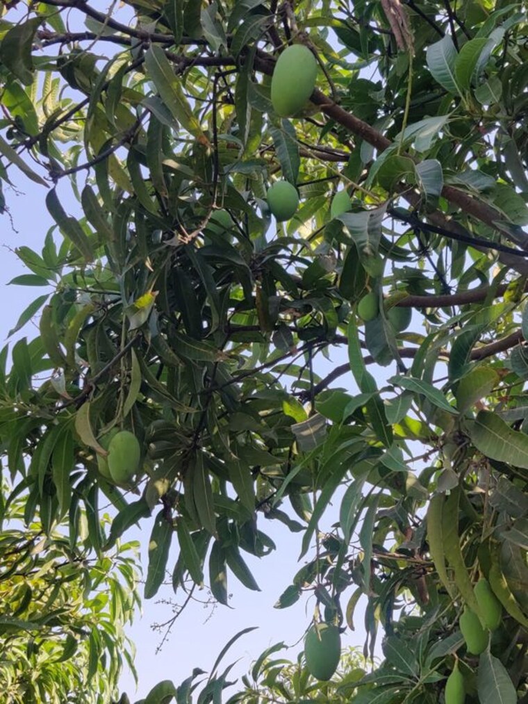 Garden, shahpore Commercial Land 156 Acre In Shahpore Surat 9853258